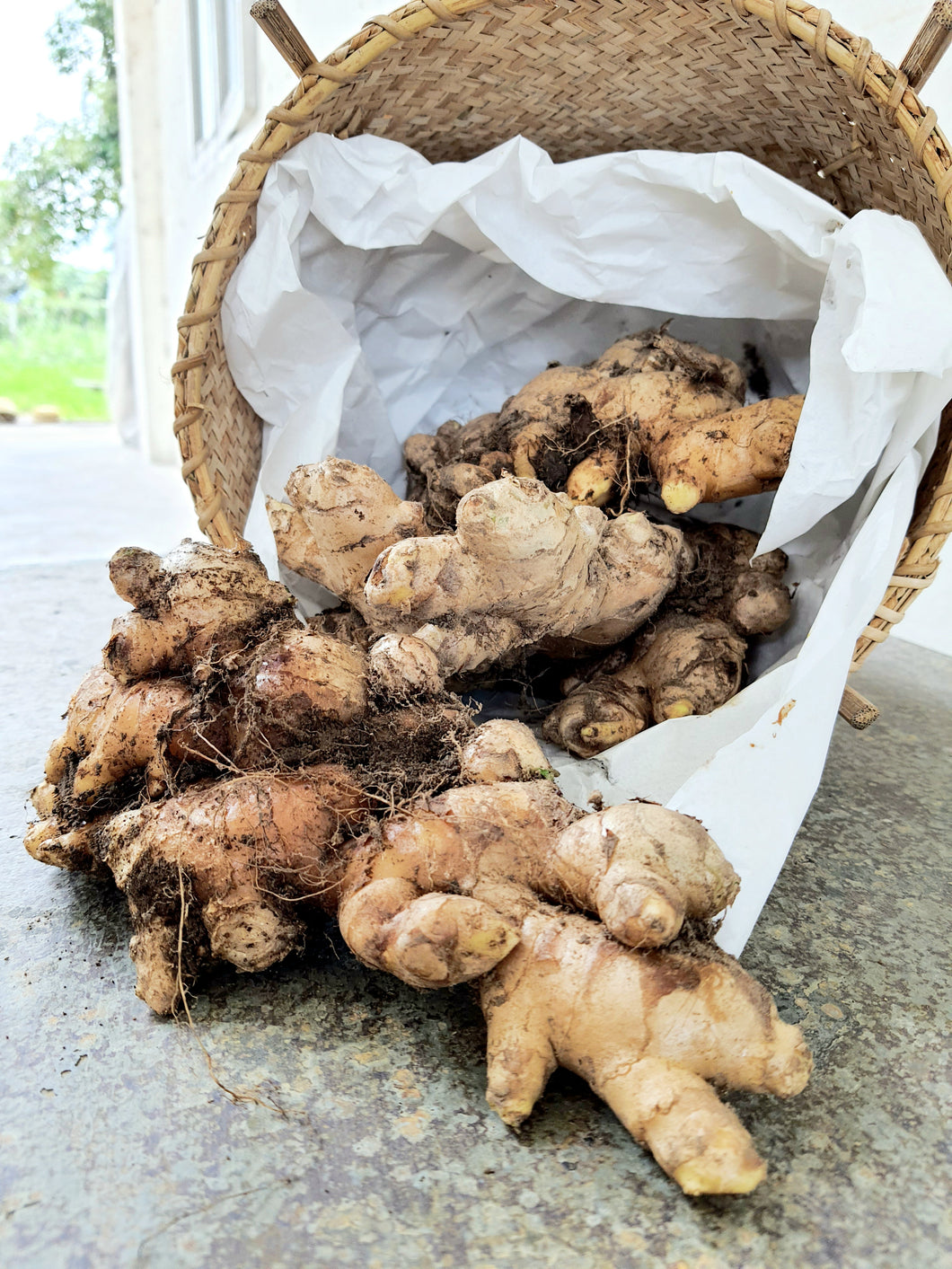 Tanoti Farm Fresh : Dayak Ginger